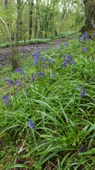 Hyacinthoides non-scripta