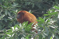 Alouatta sara