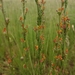 Manulea parviflora - Photo (c) Matt Prinsloo, μερικά δικαιώματα διατηρούνται (CC BY-NC), uploaded by Matt Prinsloo