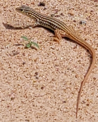 Latastia johnstonii