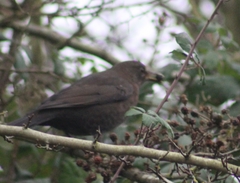 Turdus merula