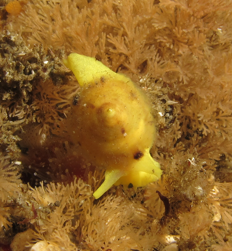 yellow umbrella slug