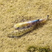Salt Creek Pupfish - Photo (c) sea-kangaroo, some rights reserved (CC BY-NC-ND)