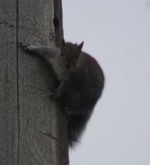 Sciurus carolinensis
