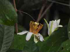 Passiflora candida