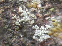 Myriolecis semipallida