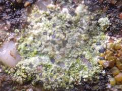 Lecidella scabra
