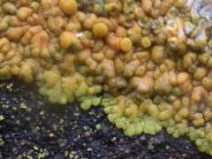 Variospora flavescens