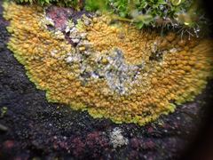 Variospora flavescens