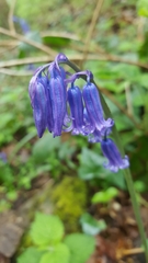 Hyacinthoides non-scripta
