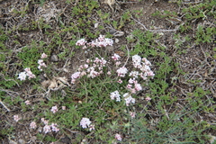 Asperula cristata