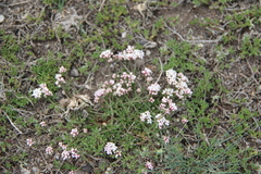 Asperula cristata