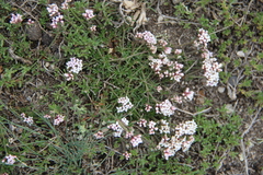 Asperula cristata