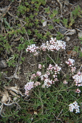 Asperula cristata