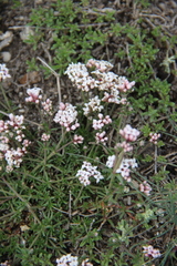 Asperula cristata