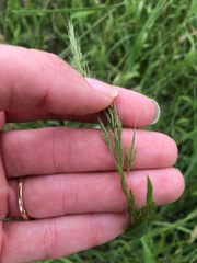 Limnodea arkansana