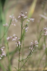 Asperula diminuta