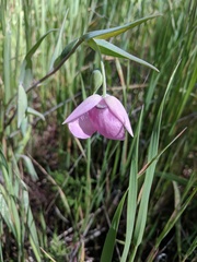 Calochortus amoenus