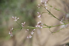 Asperula diminuta