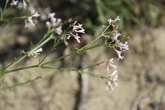 Asperula diminuta