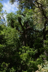 Cussonia paniculata sinuata