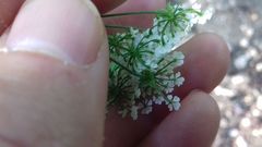 Chaerophyllum