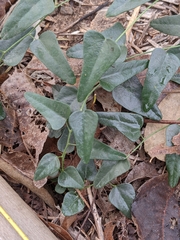 Cocculus diversifolius