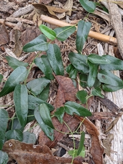 Cocculus diversifolius