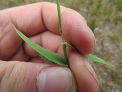 Dichanthelium fusiforme