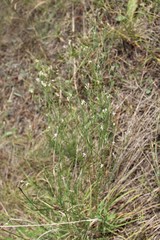 Asperula diminuta