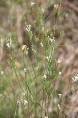 Asperula diminuta