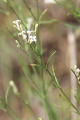 Asperula diminuta