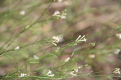 Asperula diminuta