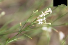 Asperula diminuta