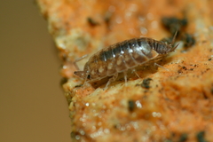 Chaetophiloscia cellaria