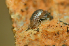 Chaetophiloscia cellaria