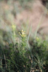 Asperula glomerata