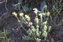 Asperula glomerata