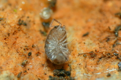 Chaetophiloscia cellaria