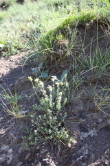 Asperula glomerata