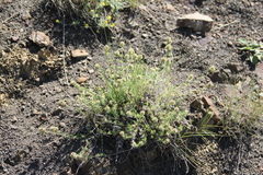 Asperula glomerata
