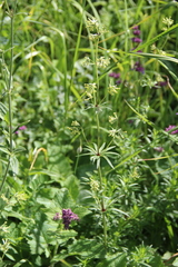 Asperula molluginoides