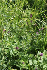 Asperula molluginoides
