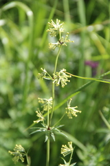 Asperula molluginoides
