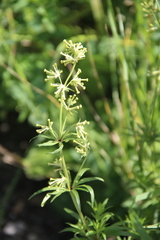 Asperula molluginoides