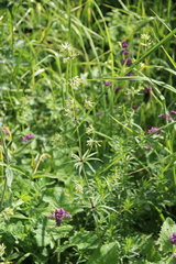 Asperula molluginoides