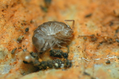 Chaetophiloscia cellaria