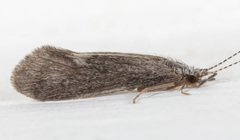 Ceraclea tarsipunctata