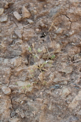Asperula setosa