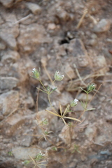 Asperula setosa